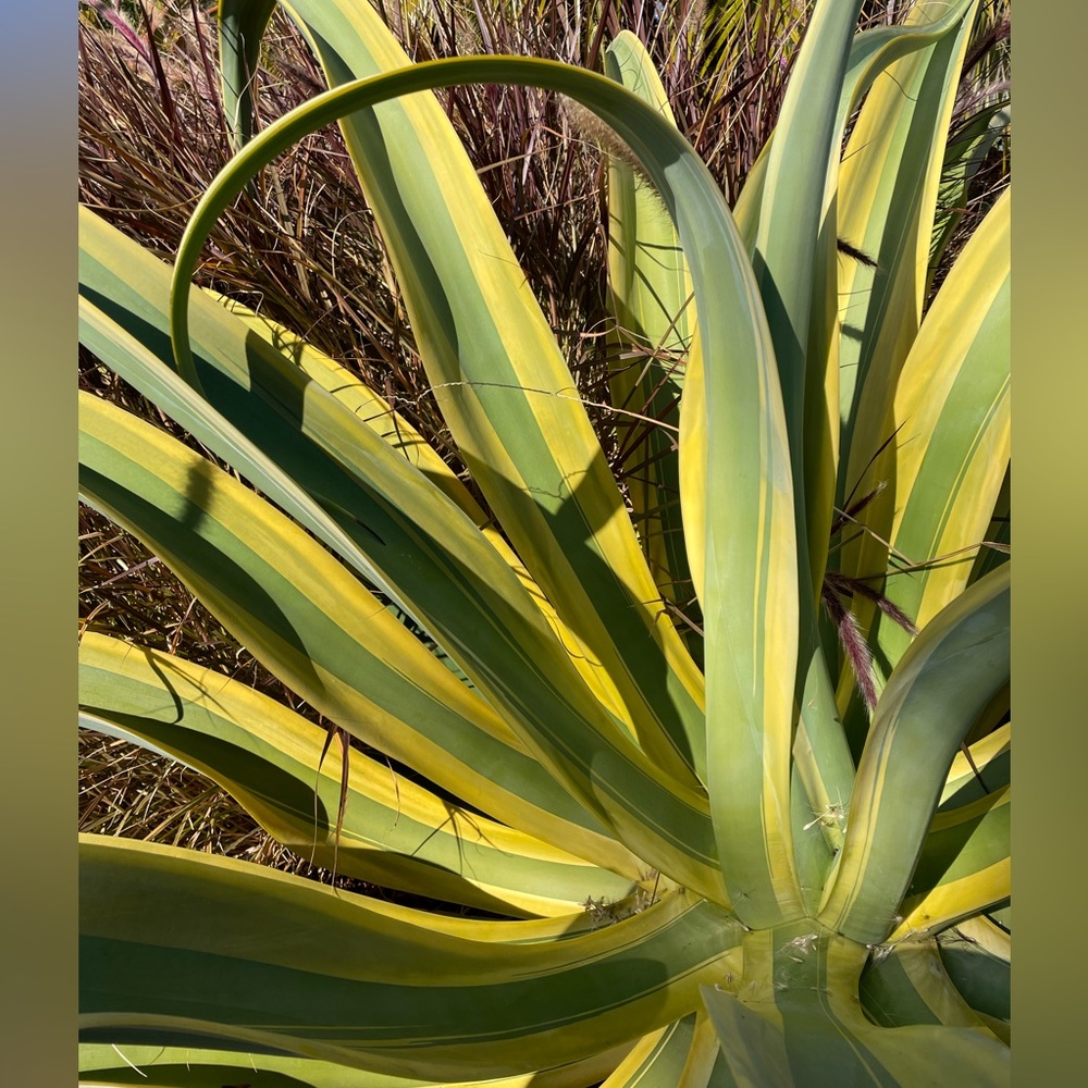 Variegated “stained glass” Octopus Agave - Picture 4 of 7